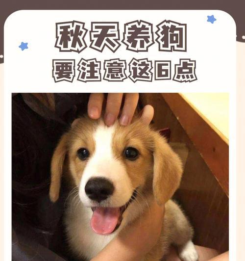 养狗需注意事项（宠物养护手册，让你的爱犬健康成长）