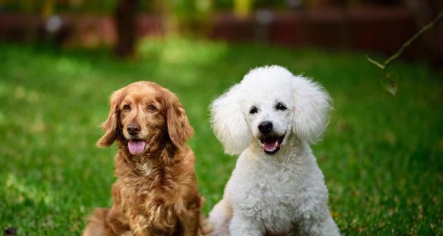 养贵宾犬的浮动费用（探究贵宾犬养护的日常开销及不可预测的费用）