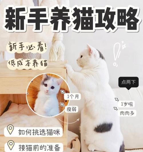 养小猫必备知识（宠物养育的重要指南）