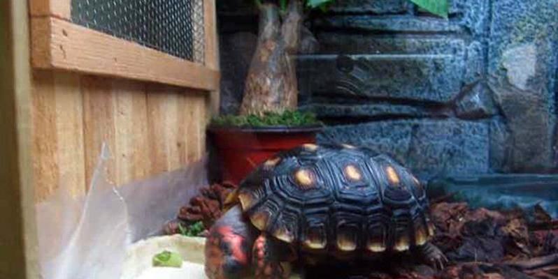 红腿陆龟的饲养方法（打造健康快乐的宠物生活）