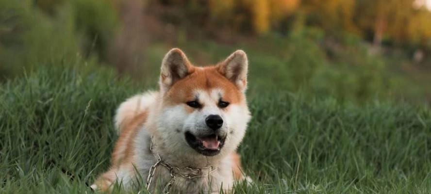 秋田犬——宠物养护的好帮手（以秋田犬好养吗为主题，探索秋田犬的养护之道）