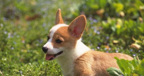 训练柯基犬大小便的技巧（如何让你的柯基犬养成好的大小便习惯）