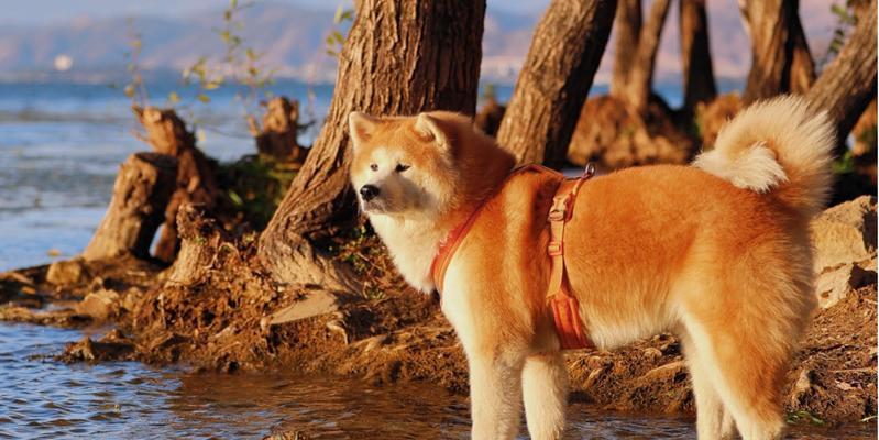 训练秋田犬的技巧与方法（以宠物为主，带您轻松驾驭可爱的秋田犬）