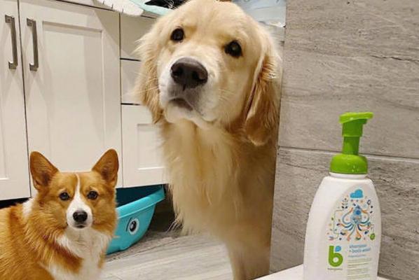 夏日洗澡（夏季高温下，狗狗洗澡应该注意哪些问题？）