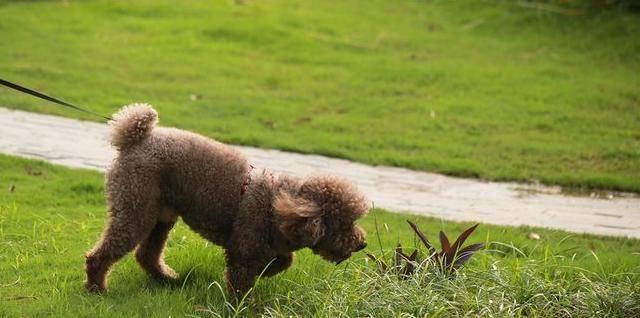 贵宾犬便秘怎么办？（了解贵宾犬便秘的原因及治疗方法）