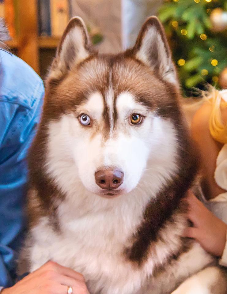 哈士奇成犬的年龄是多少？（探究哈士奇成犬的标准及其对养犬人的意义）