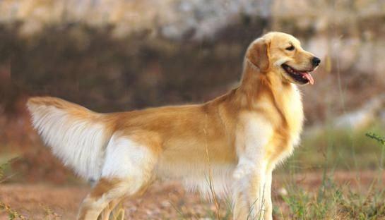 如何训练你的金毛犬成为优秀宠物？（掌握正确的金毛犬训练方法，让你的宠物变得更加听话和活泼。）
