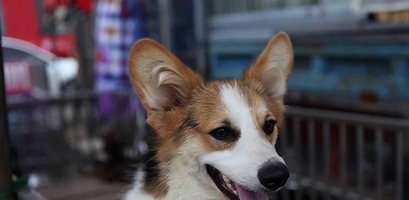 解决柯基犬口臭问题的方法（如何让你的宠物柯基犬散发清新宜人的味道？）