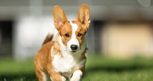 可爱的柯基犬能否吃大蒜？（柯基犬食谱、营养需求和食品安全）