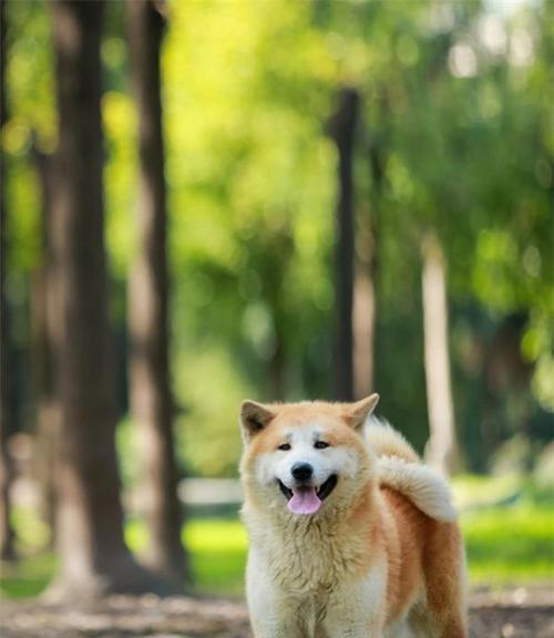 探秘秋田犬的不同品种（了解秋田犬的多样性与特点）