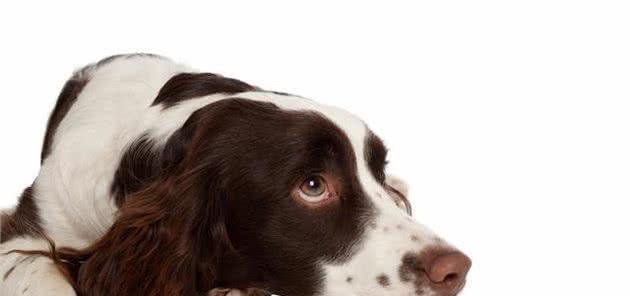 如何训练你的英国斯宾格猎犬（从基本技能到高级训练，教你如何培养一只听话的宠物）