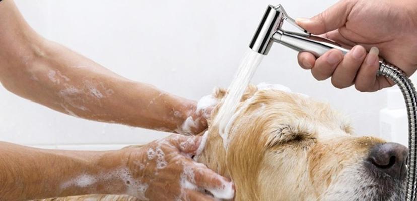 夏季狗狗洗澡注意事项（让宠物爱洗澡的小技巧）