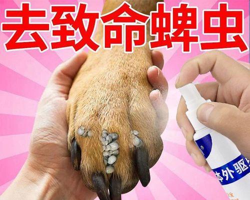 如何应对贵宾犬跳蚤问题（宠物爱好者必读的防治方法）