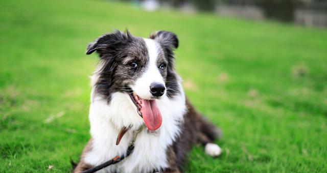 如何训练边境牧羊犬成为出色的宠物犬（从基础训练到高级技能，成就最优秀的工作犬）