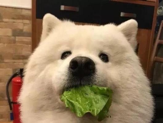 萨摩耶犬的饮食习惯与健康（探究萨摩耶犬的饮食喜好及如何满足其营养需求）