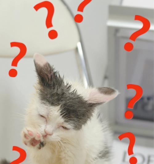为什么猫咪不爱洗澡？（揭秘猫咪洗澡的真相，宠物主人必看！）