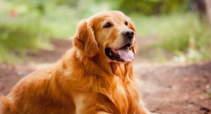如何养护金毛犬，让它健康快乐地生活？（注意事项、饮食、锻炼、疾病预防等方面介绍。）