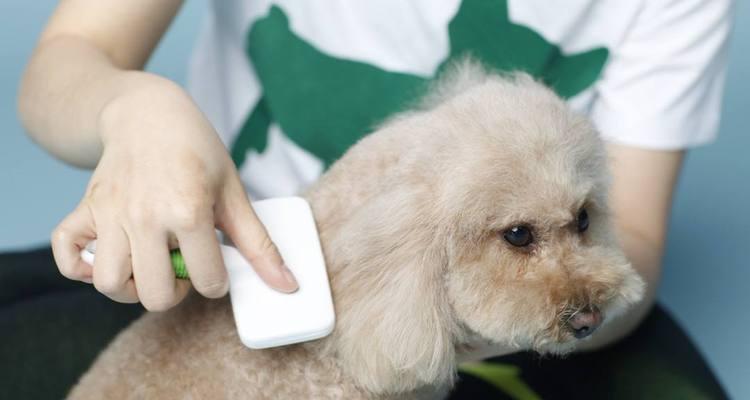如何给宠物狗测量体温（掌握正确的测量方法，保护狗狗的健康）
