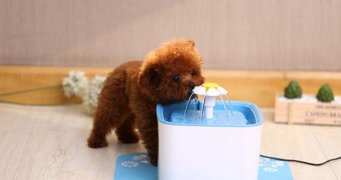 如何关注狗狗的饮水健康（让你的宠物喝上清新健康的水源）