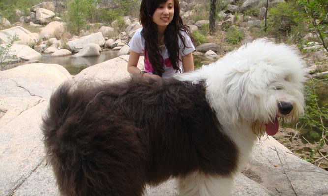 古代牧羊犬掉毛原因与护理（宠物爱护，掌握古代牧羊犬毛发管理技巧）