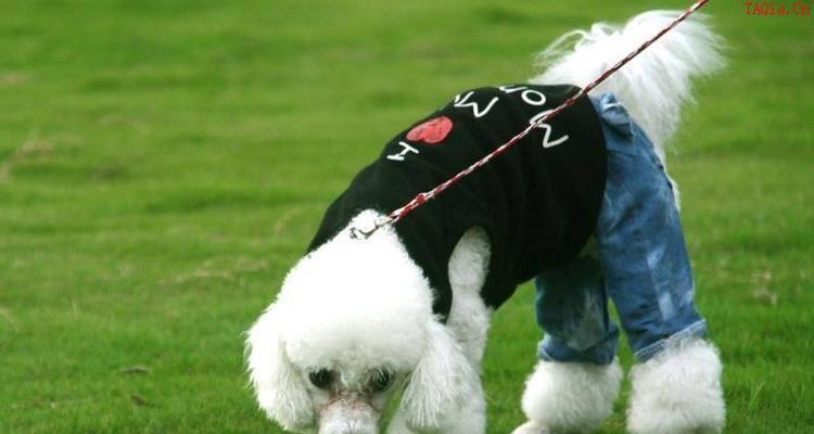 如何解决贵宾犬的消化不良问题？（从日常饮食、药物治疗到病因探讨，一文详解）