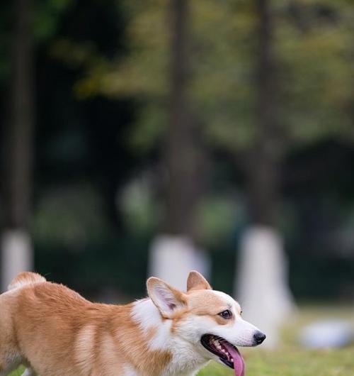 如何培养柯基犬的良好性格（以宠物为主，掌握培养技巧，让柯基犬成为你的好伴侣）