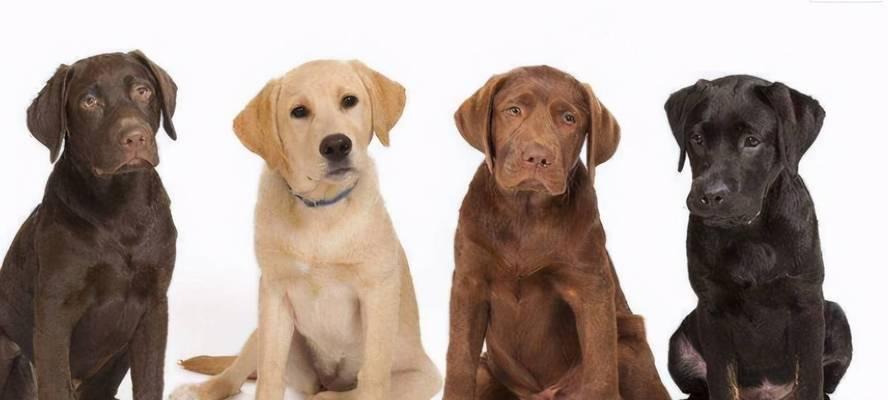 拉布拉多VS金毛（了解这两种受欢迎的犬种的区别和优点，选择你的完美宠物。）