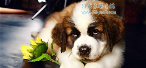 训练古牧犬的错误方法（千万别这样做！古牧犬训练的15个误区）