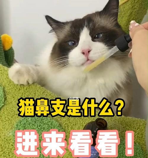 怎样养猫才能做到负责任的宠物主人？（养猫需注意的问题，全方位指南）