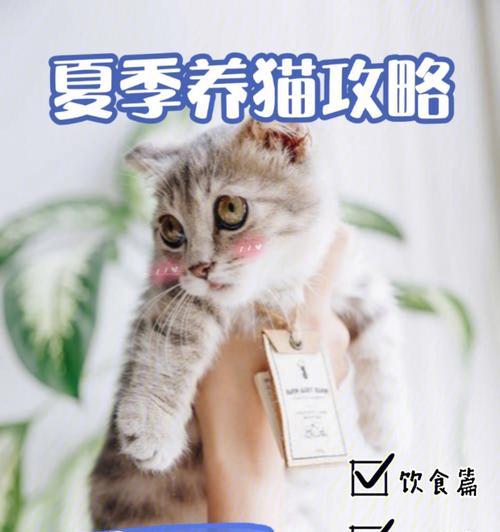 养小猫注意事项（宠物爱好者必读！如何正确养护小猫）