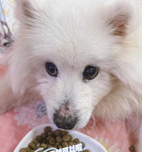 银狐犬乱吃东西怎么办？（宠物饮食安全指南，）