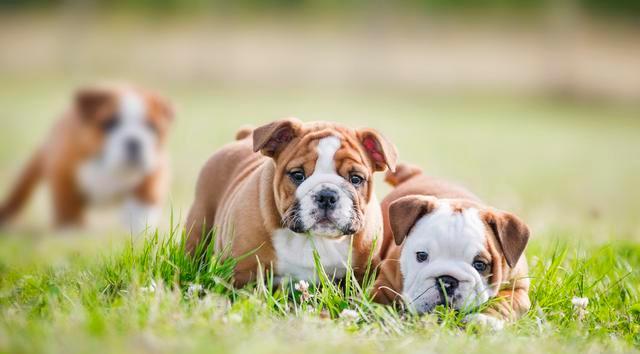 英国斗牛犬冬天怕冷吗？剖析这个问题（宠物的健康和幸福取决于我们的细心呵护）