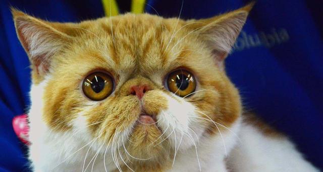 英国短毛猫的腮腺问题（猫咪为什么会发腮？如何预防和治疗？）