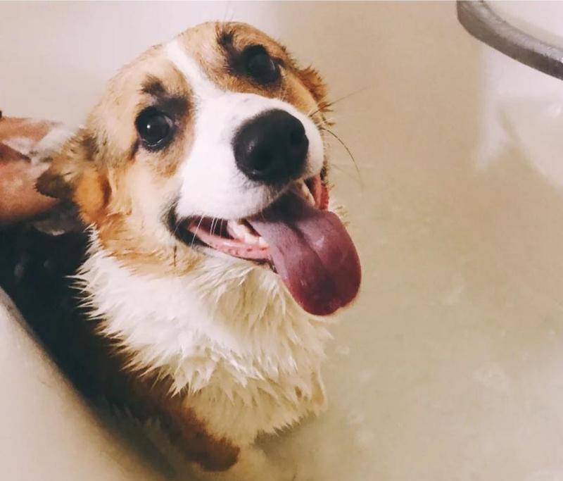 如何让宠物幼犬喜欢洗澡（解决宠物幼犬洗澡难题的有效方法）