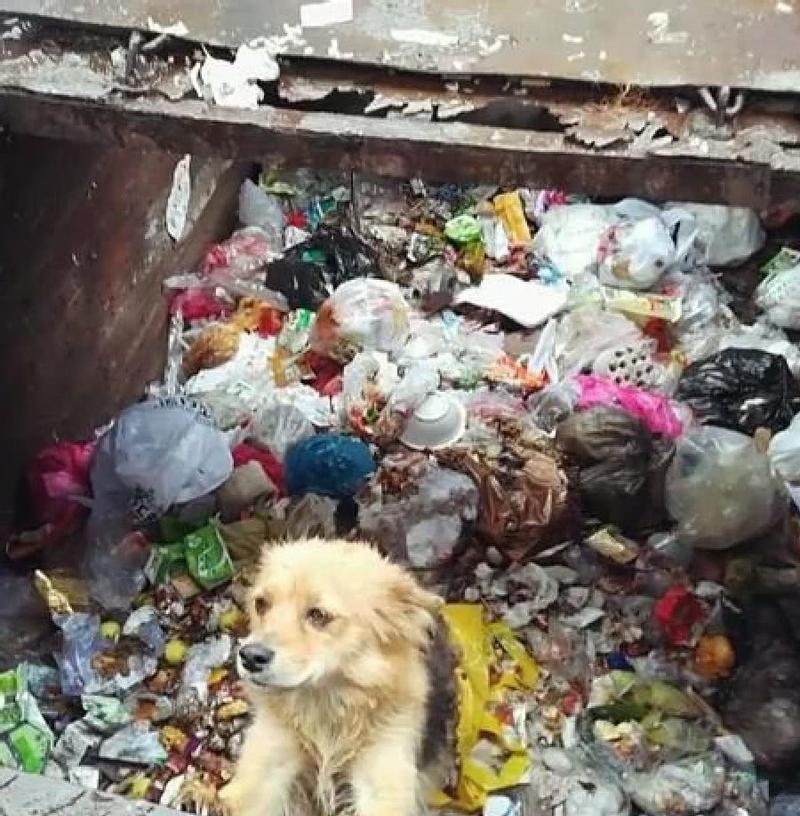 如何正确地应对流浪狗（以宠物为主的正确做法）