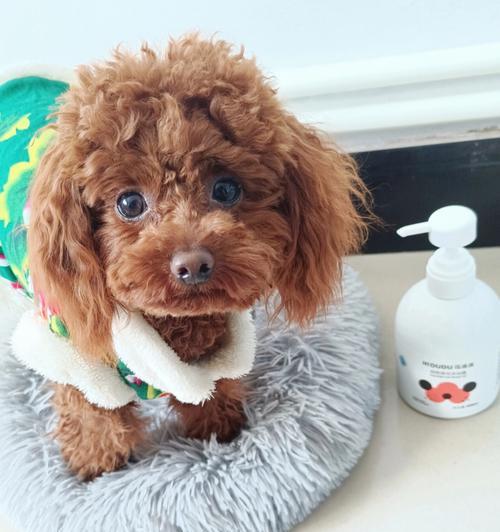如何为宠物选择合适的犬用浴液（从品牌、成分、用途等多个角度考虑，给狗狗最好的洗澡体验）