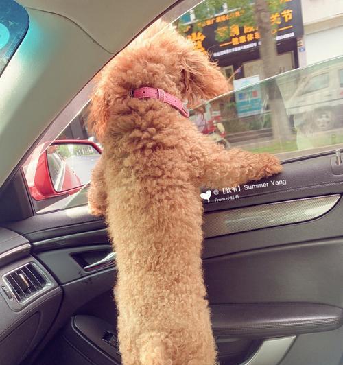 让你的爱犬喜欢坐车外出的秘诀（宠物车厌症怎么办？如何让狗狗开心地出门旅行？）