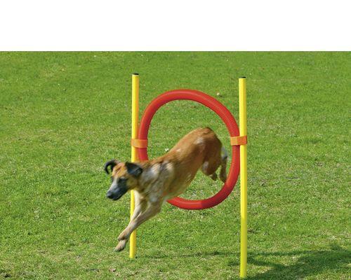 教你如何训练狗狗跳跃和卧下（培养狗狗的身体协调能力和遵循性训练）