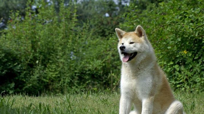 如何训练秋田犬独自看家？（让你的宠物成为你家的守护神）