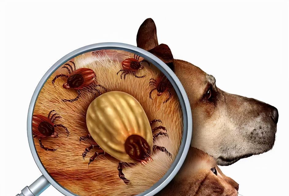 宠物狗的跳蚤治疗方法（4个简单有效的方法帮助宠物狗摆脱跳蚤侵扰）