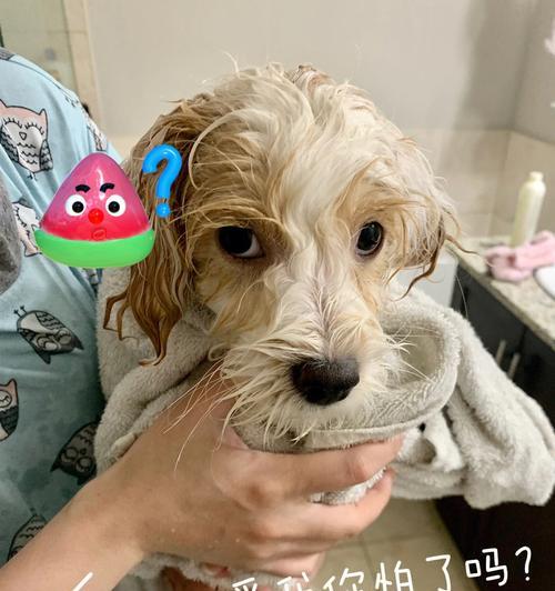 狗狗洗澡不吹干的危害（宠物饲主必看！为什么不能让狗狗湿身自然风干？）