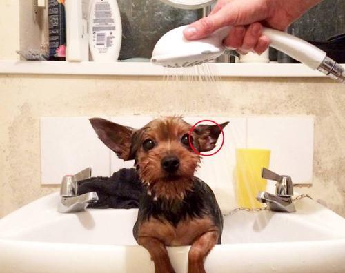 科学洗狗技巧（以宠物健康为出发点，让狗狗洗澡更舒适）