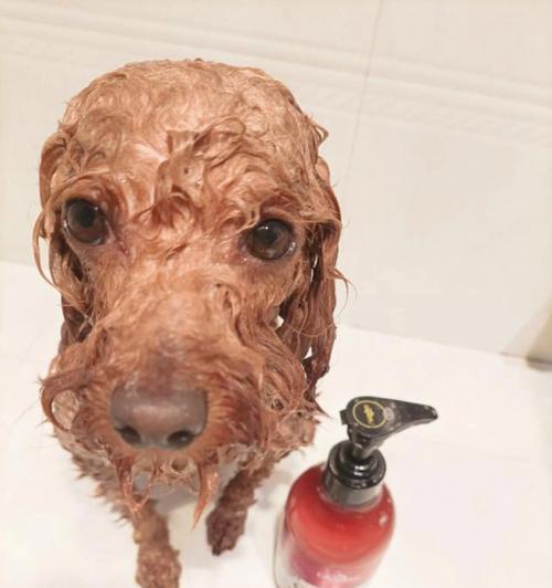 狗狗洗澡（探讨宠物洗澡的正确方式和使用沐浴露的利弊）