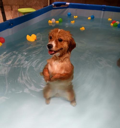 狗狗游泳的安全保障（如何确保您的宠物在游泳时安全无忧）