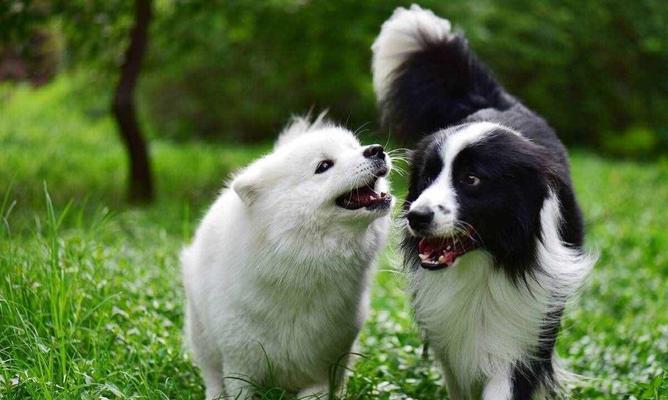 狗狗的五个成长阶段与喂养方法（从幼犬到老年犬，掌握宠物喂养技巧）