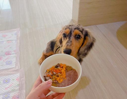 让宠物狗狗健康饮食的指南（如何解决狗狗只吃肉不吃饲料问题）