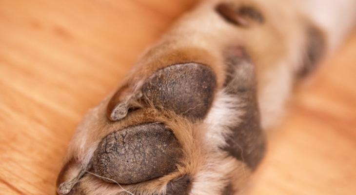 为什么狗狗总是舔爪子？（探究八大原因，了解狗狗健康状态）