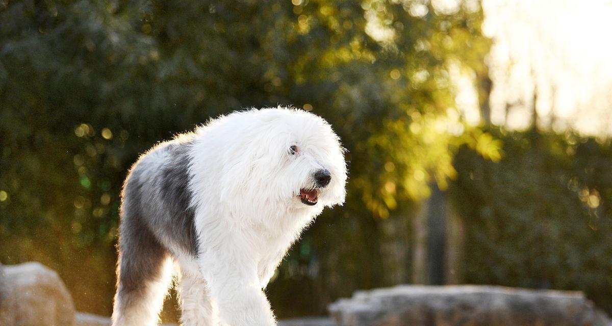 如何预防和治疗古代牧羊犬的皮肤病（以宠物为主，让古代牧羊犬健康快乐）