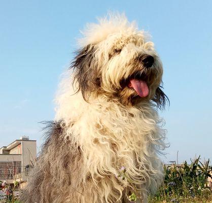 古代牧羊犬幼犬断奶技巧