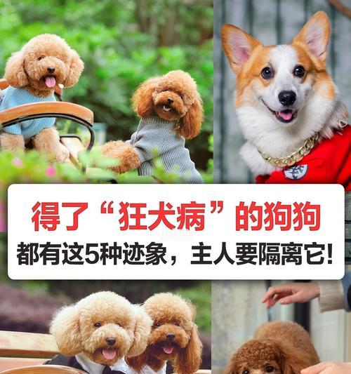 揭秘狗狗狂犬病的几大误区（宠物也需要保护自我防疫很重要）